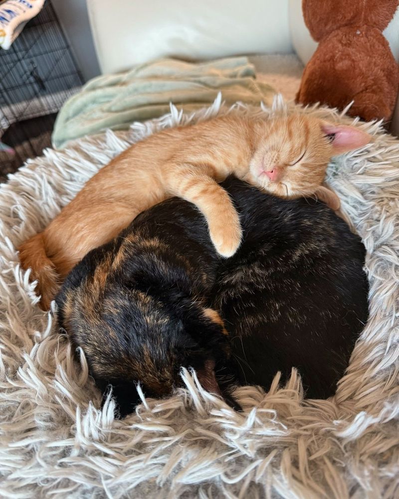 ginger kitten hugs cat