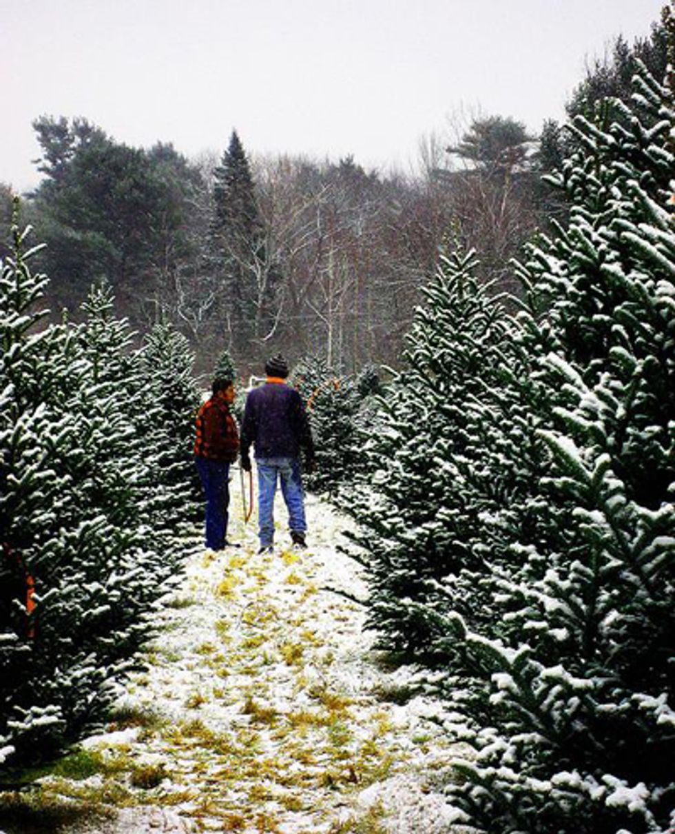 Tree Hunting: The Best Places to Cut Down a Christmas Tree in the Bay Area - 7x7 Bay Area