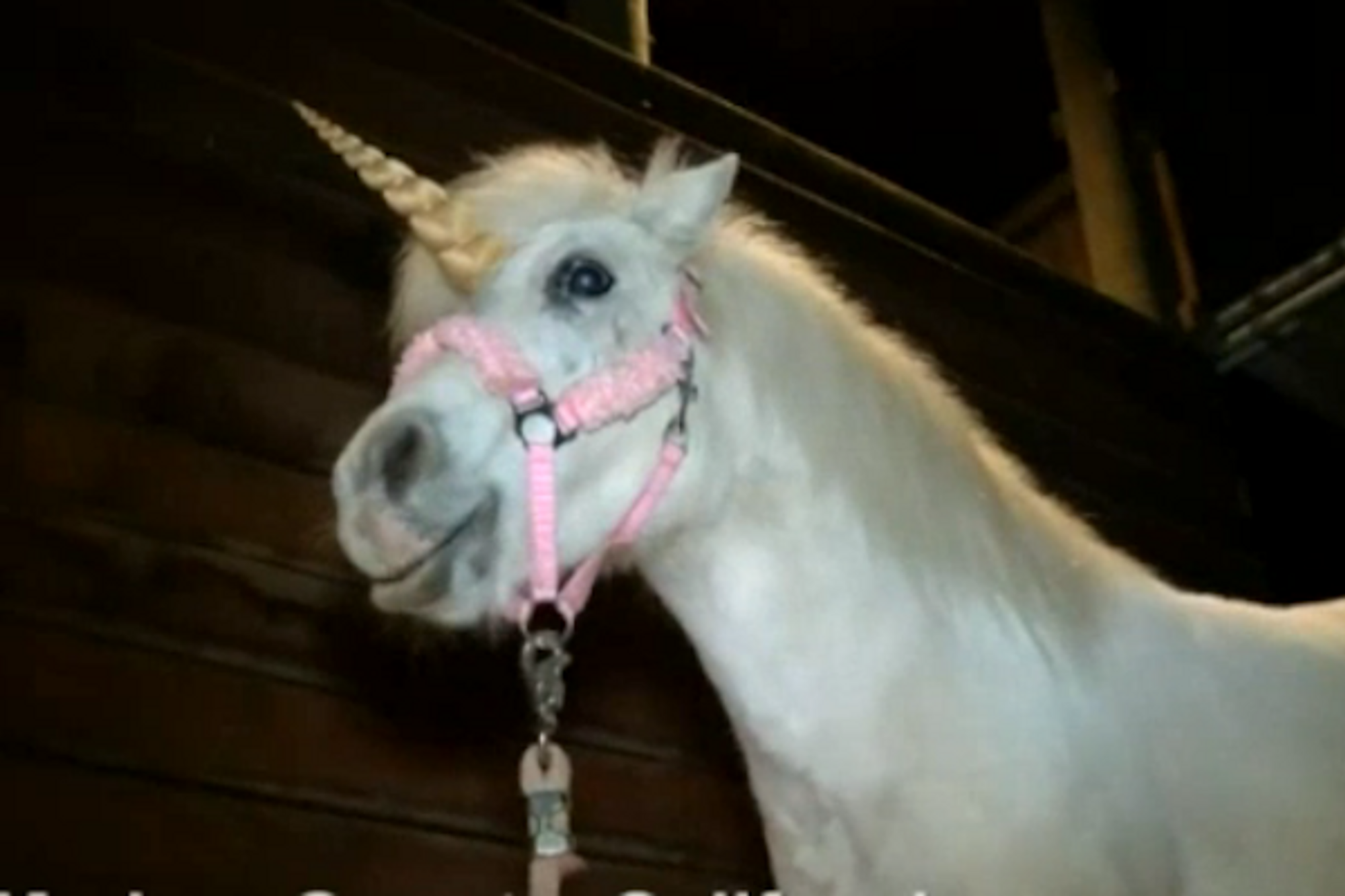Unicorn Sighting Causes Police Chase in Central California (VIDEO