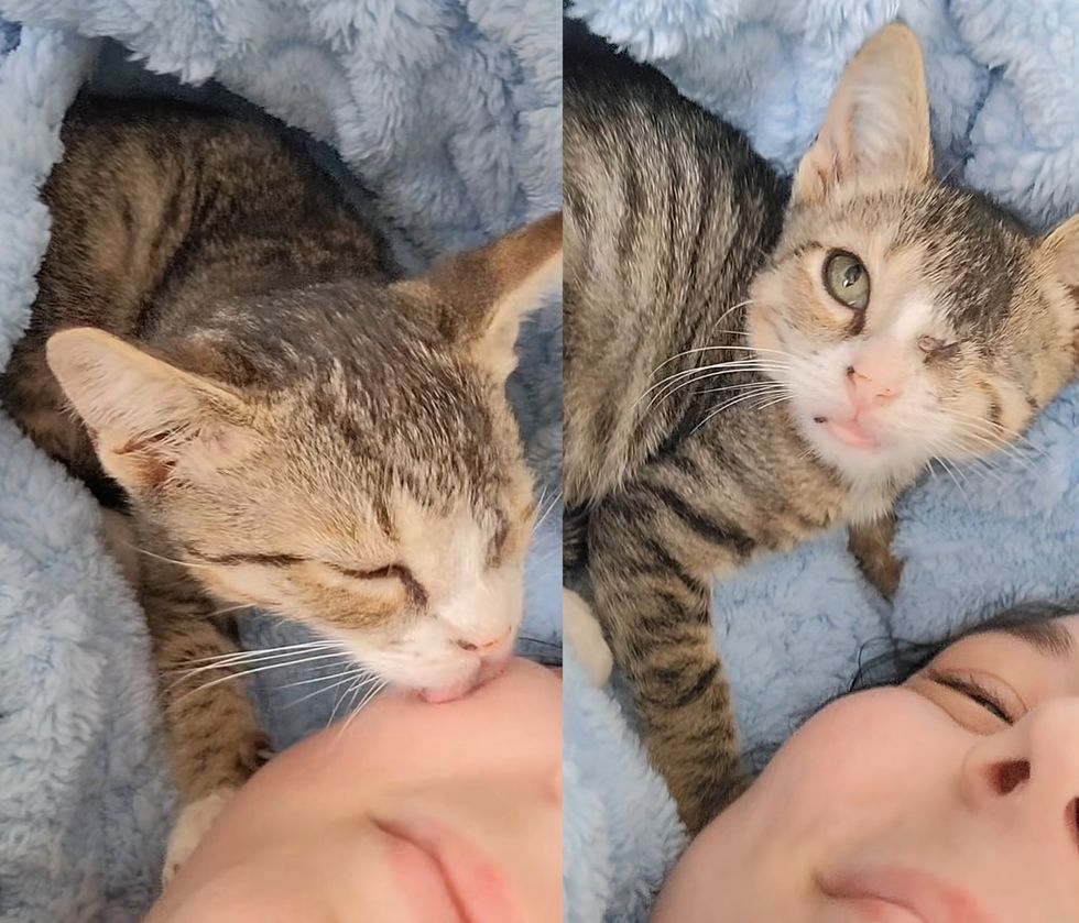 cute kitten washing face