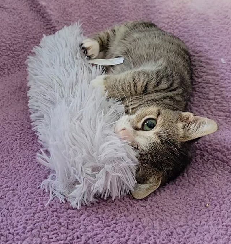 kitten wrestles fluffy toy