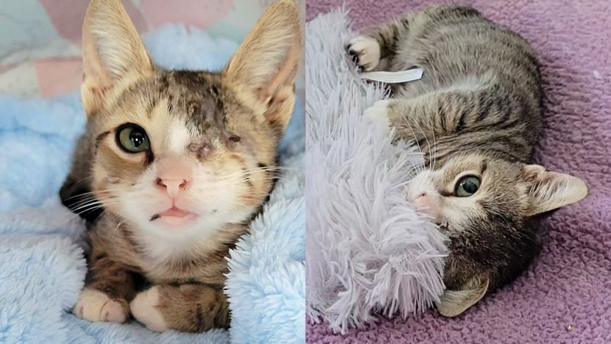 Woman Took in a Kitten Who Had Stayed at Shelter for Days and Watched Him Regain His Spark