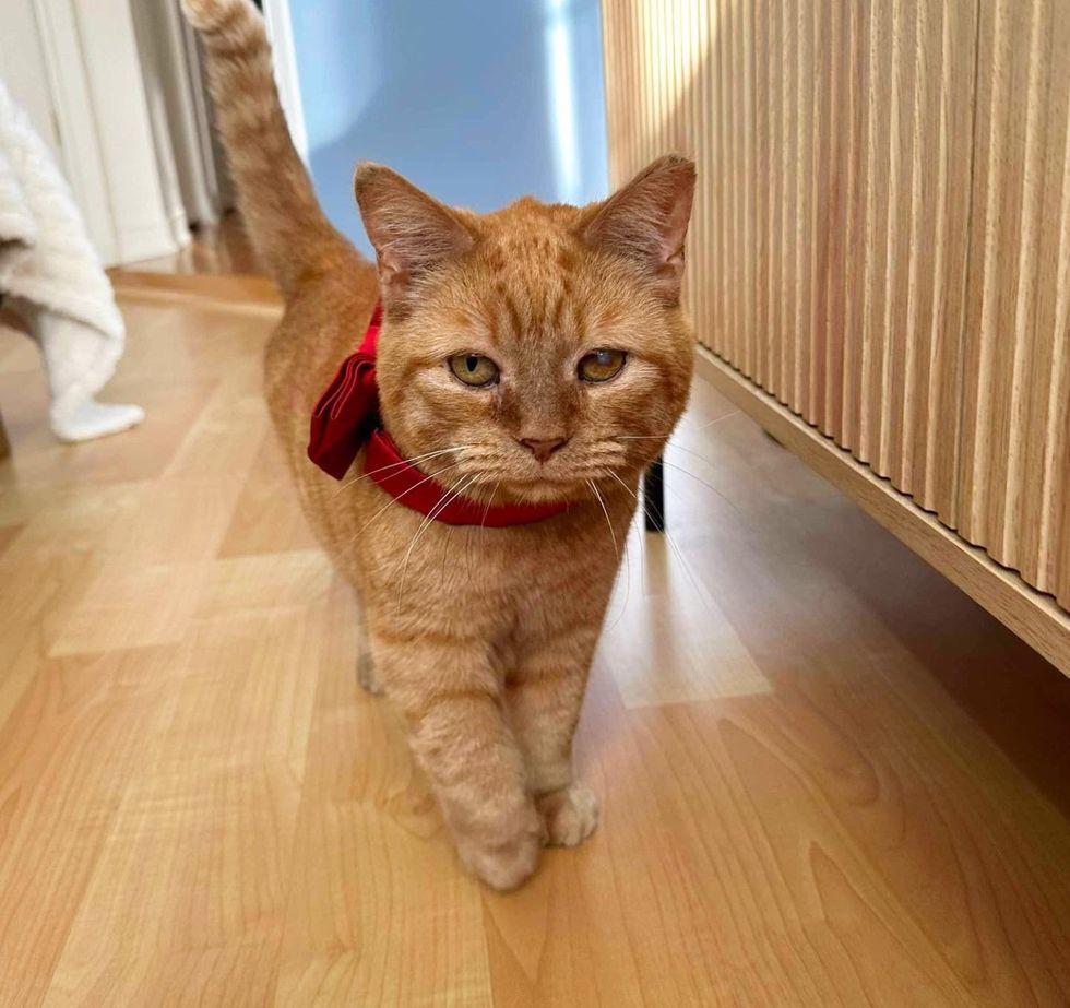 orange tabby cat