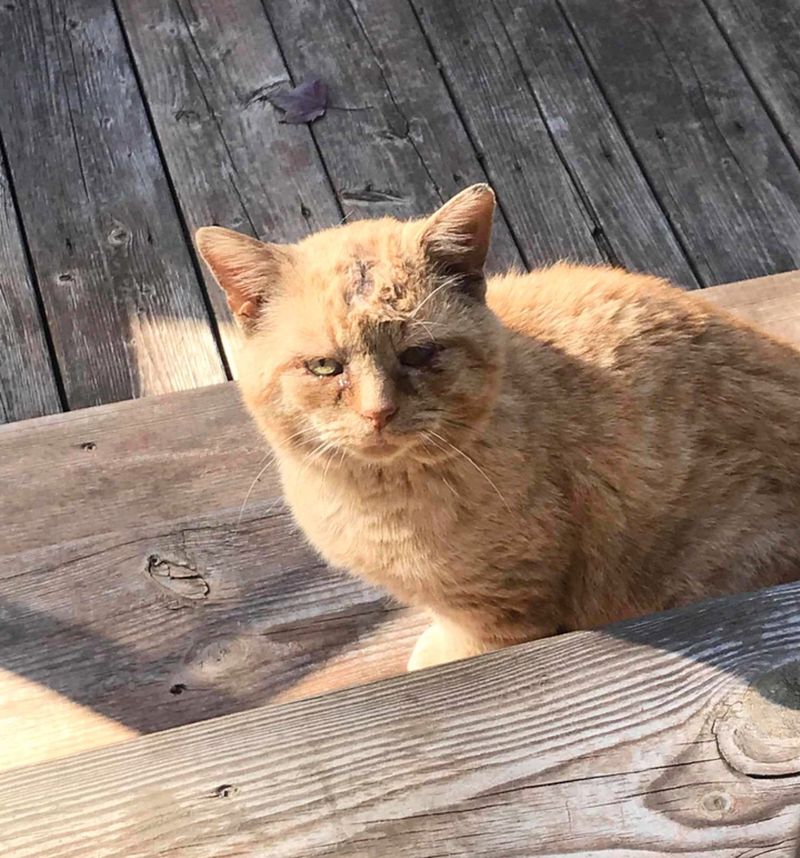 street cat orange tabby