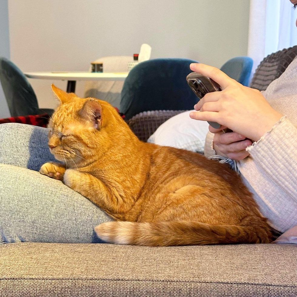 tabby cat snuggling lap