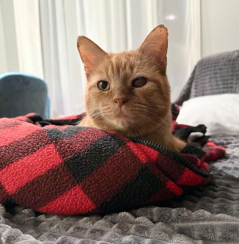 sweet orange tabby cat blanket