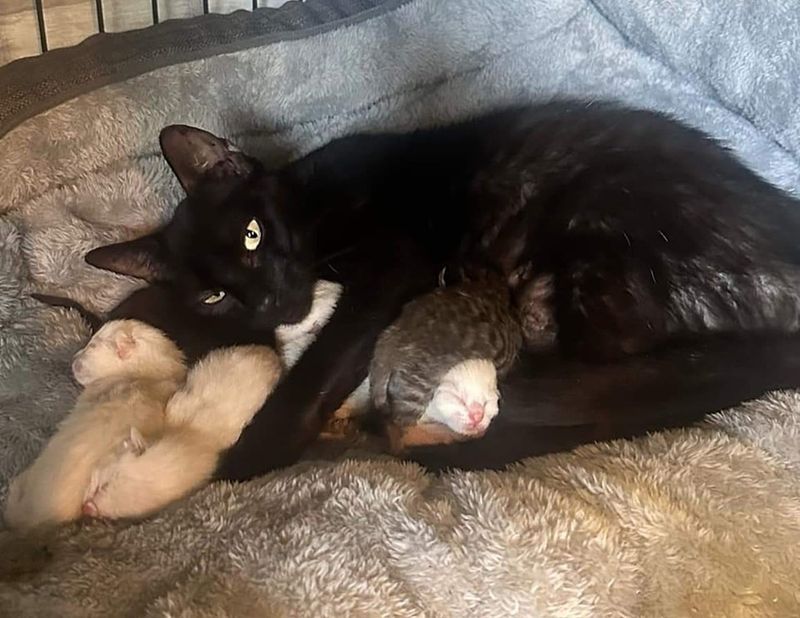 cat mom nursing kittens