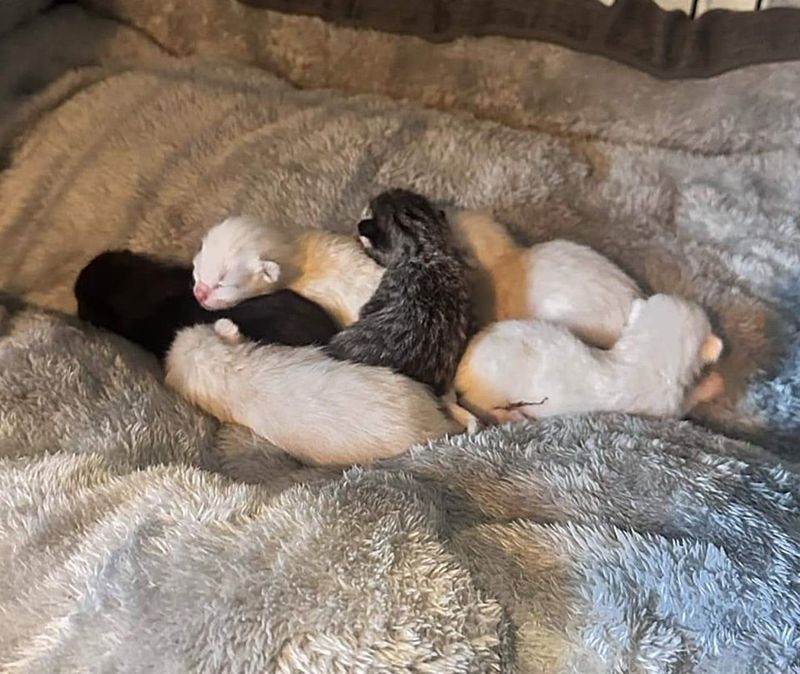 newborn kittens pile