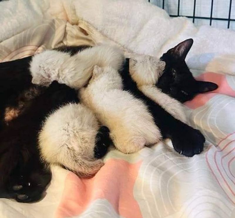 cat nursing kittens siamese