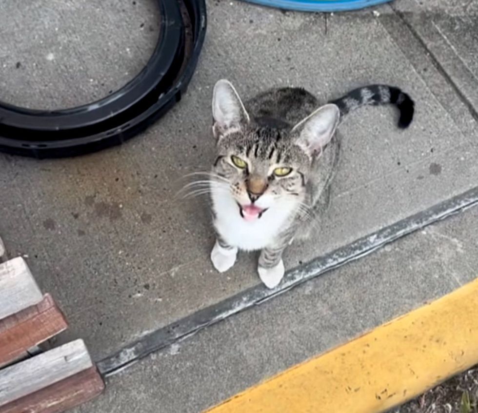 stray cat meowing attention