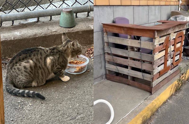 stray cat food pallet bar