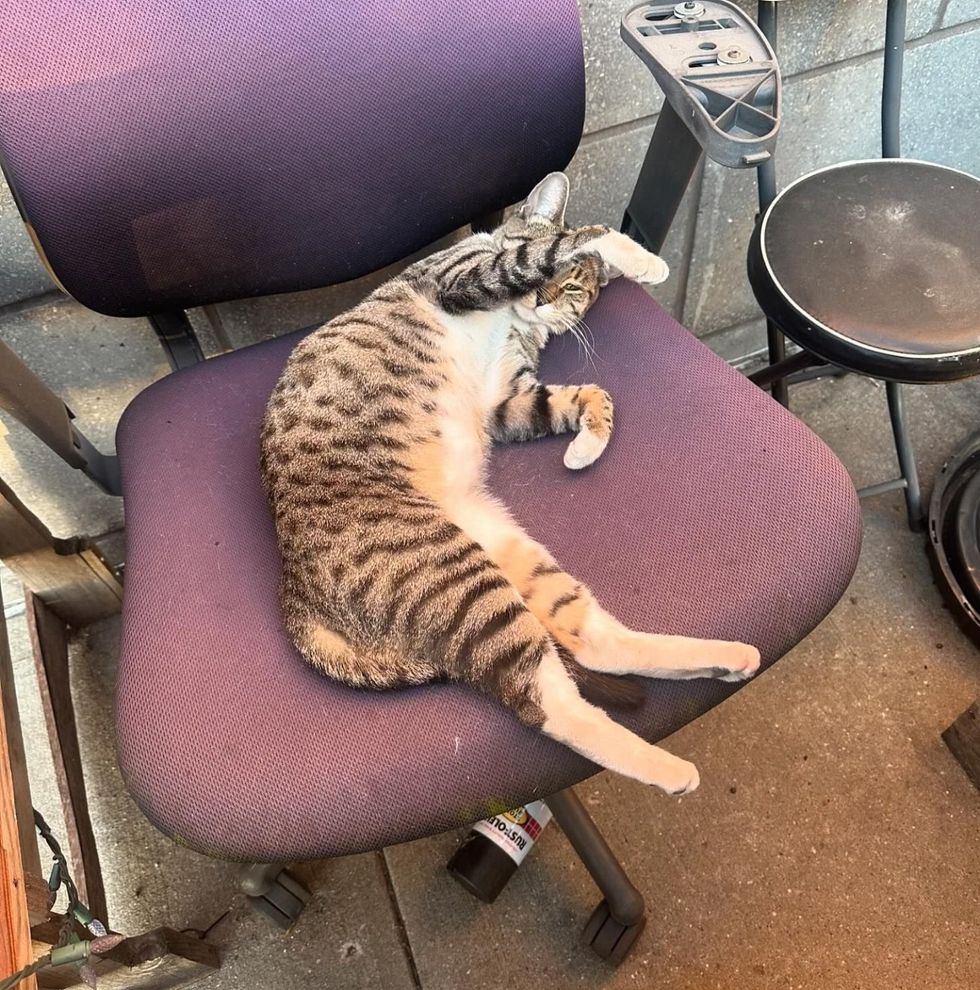 stray cat office chair