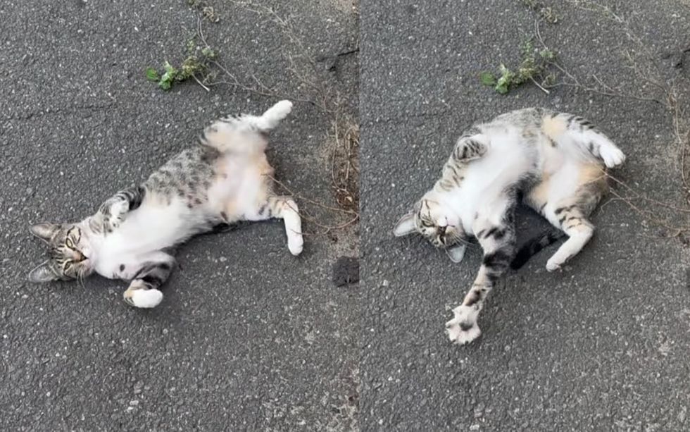 stray cat rolling