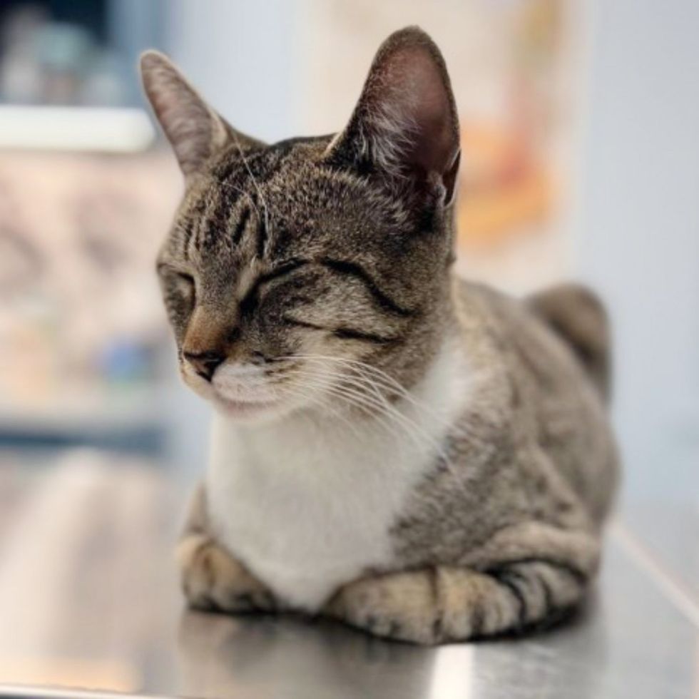 sleeping cat loafing