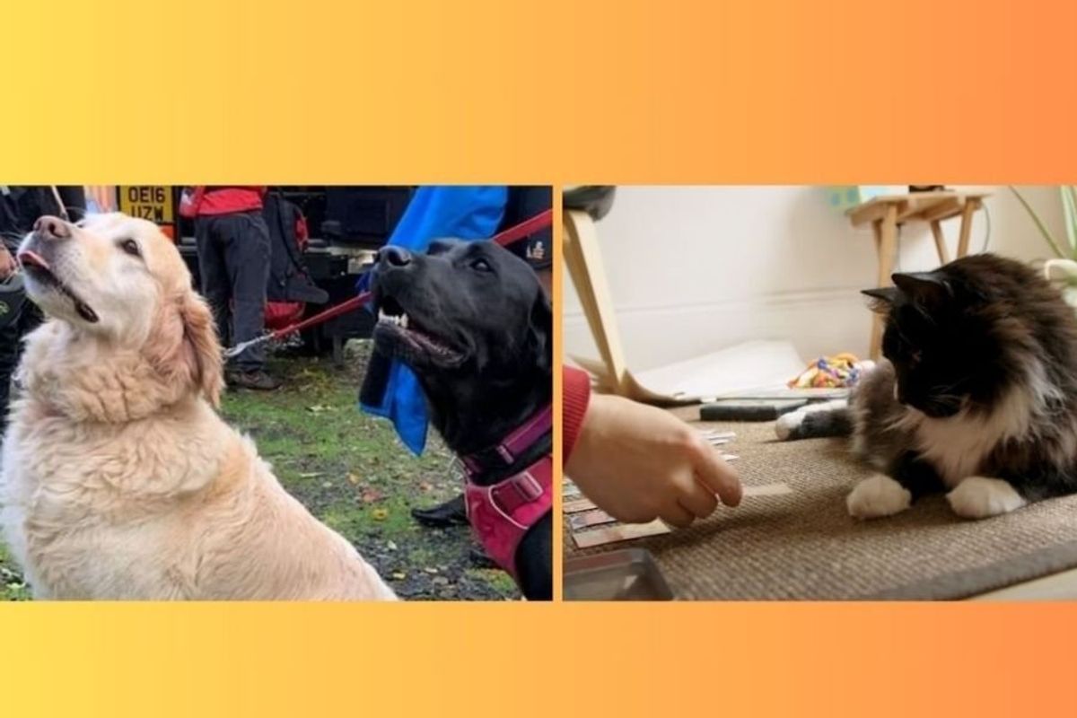 inspiring pet stories