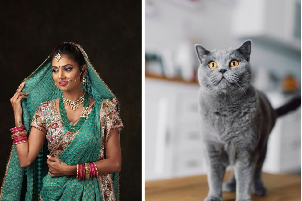 Mom puts sari on cat she didn't want in ridiculously cute video, proving cats pick their people