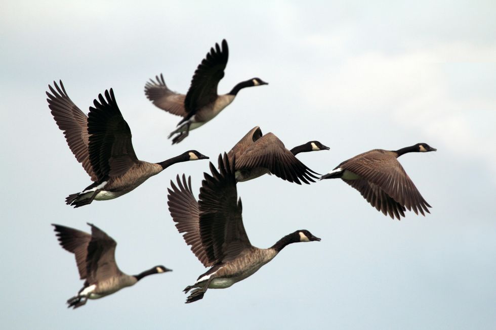 Middle-schooler accidentally finds groundbreaking new anti-cancer compound in goose poop