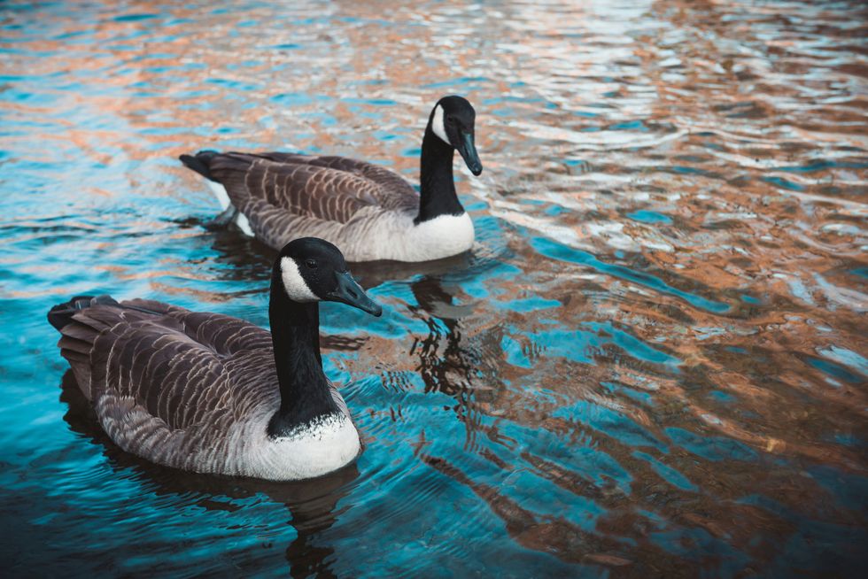 two gray-white-and-green geese on body of water at daytime