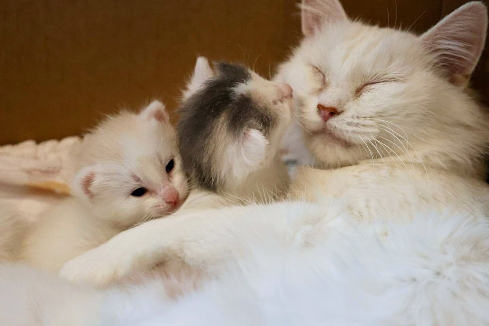 cat mom snuggling kittens