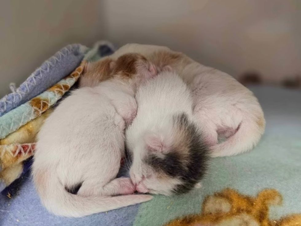 newborn kittens sleeping