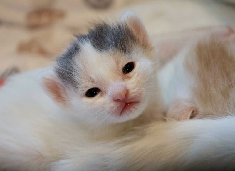 white kitten haircut