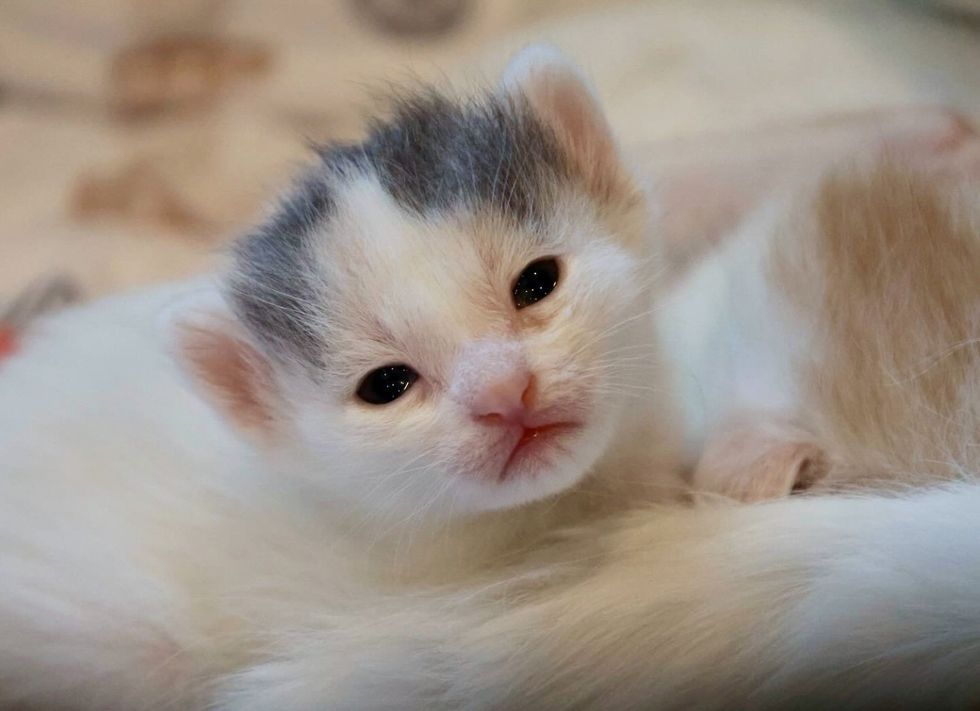 white kitten haircut