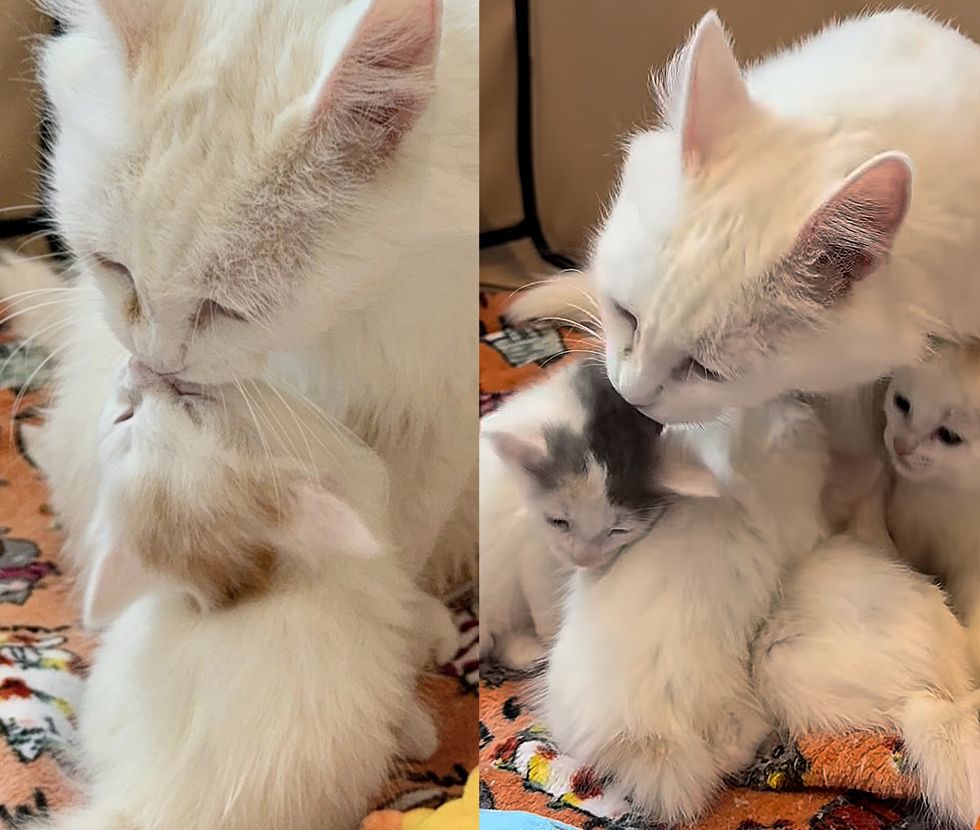 cat mom loving kittens