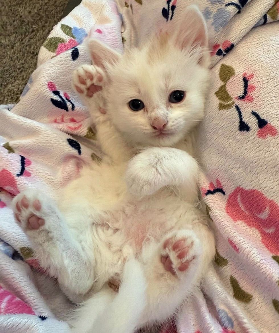 happy lap cat kitten