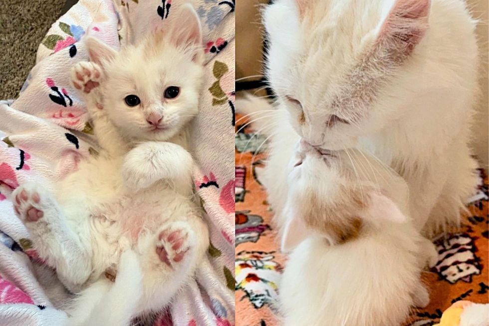 Cat Can't Contain Her Joy When She's Finally Taken Out of an Animal Shelter with Her Four Lookalike Kittens