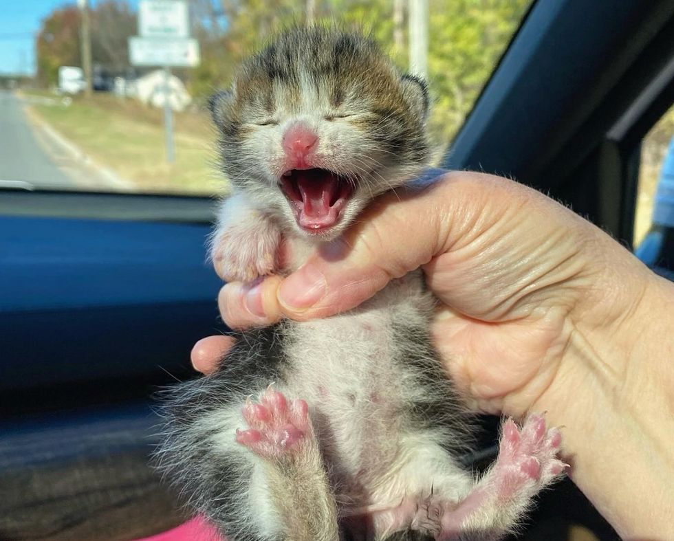 orphaned kitten rescue