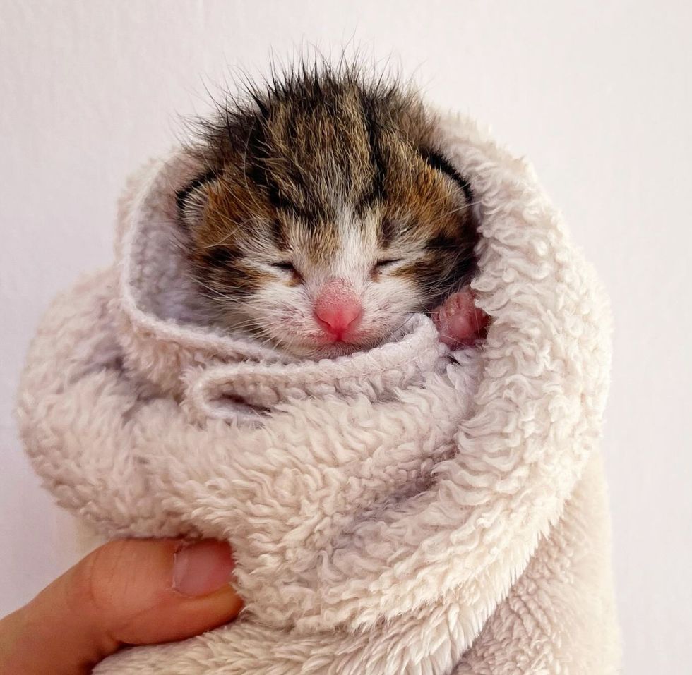 kitten wrapped blanket, kitten purrito