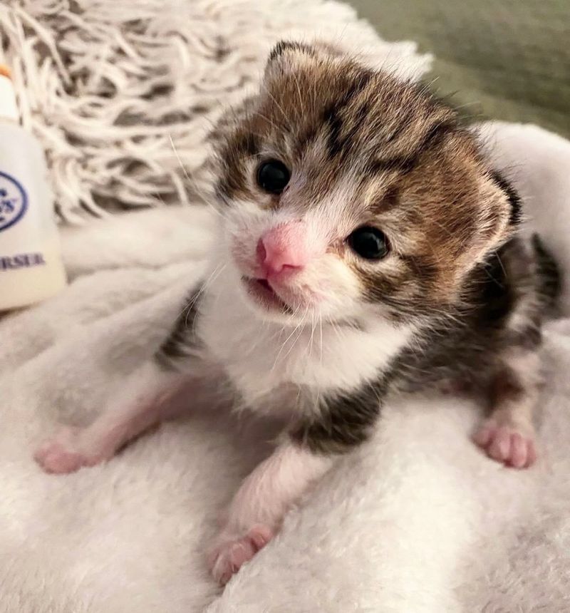 sweet kitten standing