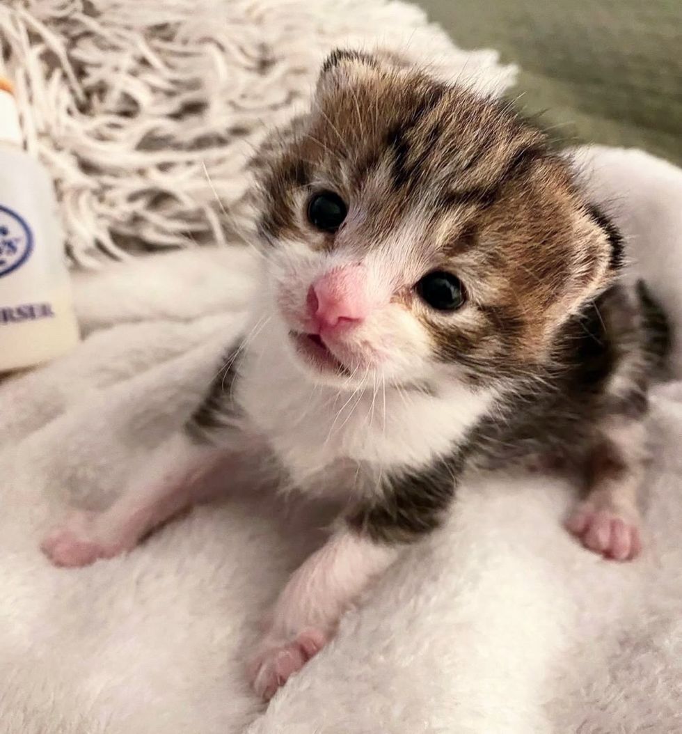 sweet kitten standing