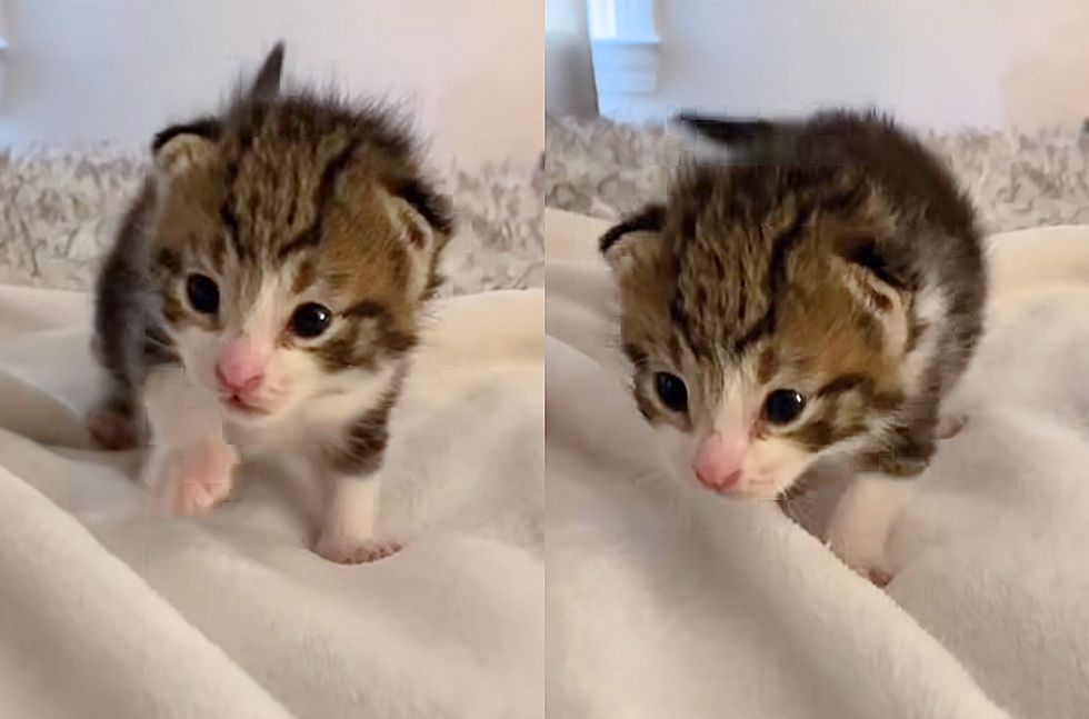 kitten learning to walk