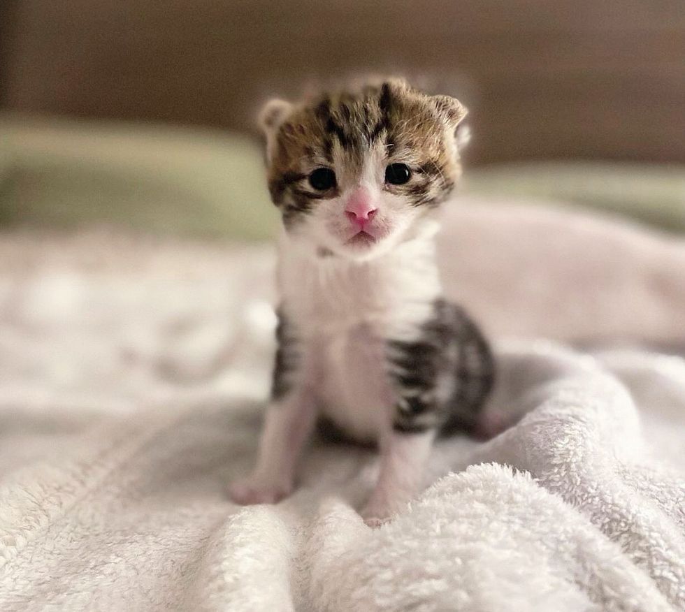 cute tiny kitten