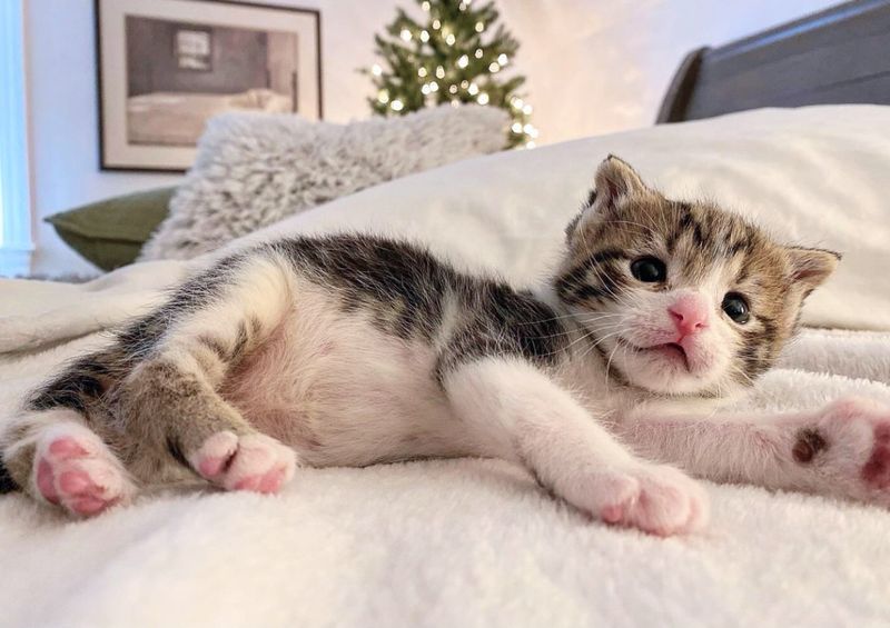 kitten pink paws belly