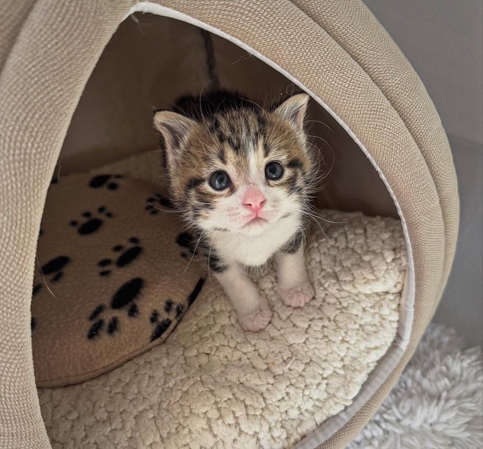 kitten ears tiny bed