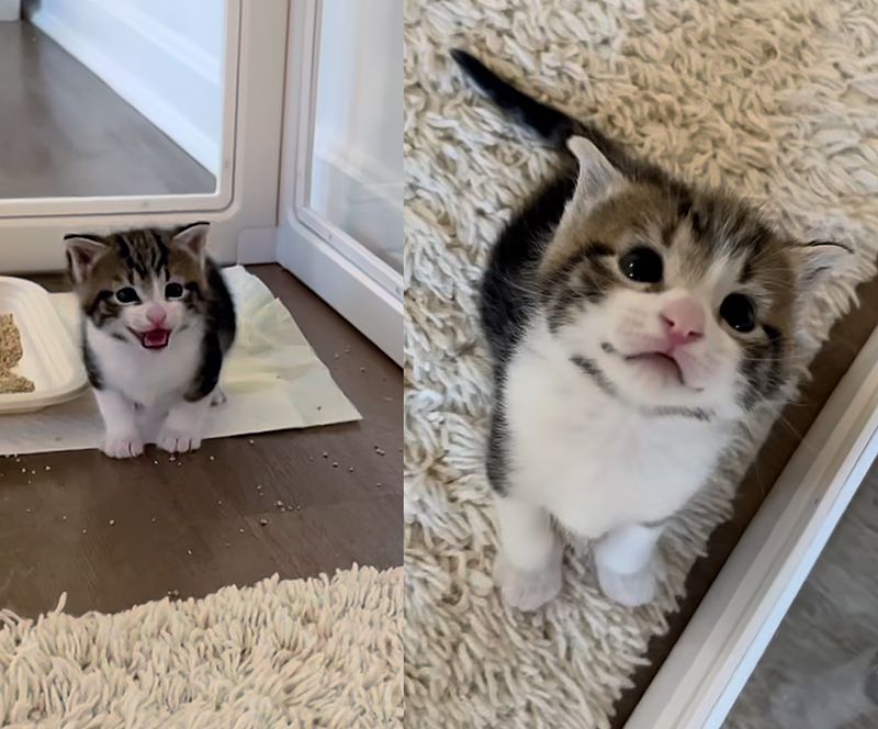 kitten meowing greeting cute