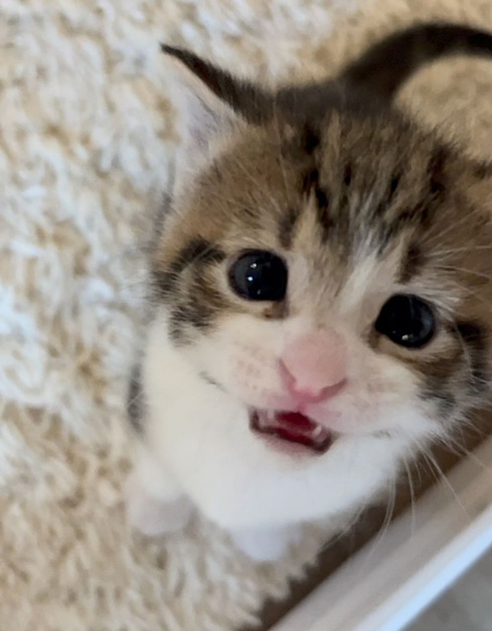 kitten meowing sweet