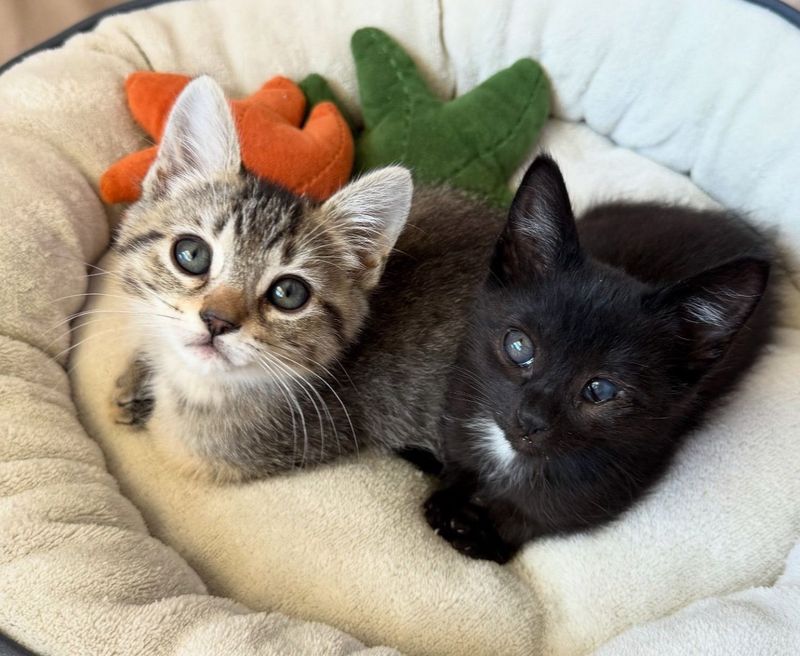 kittens snuggly best friends