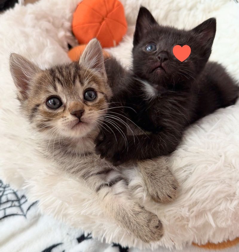 snuggly kittens friends