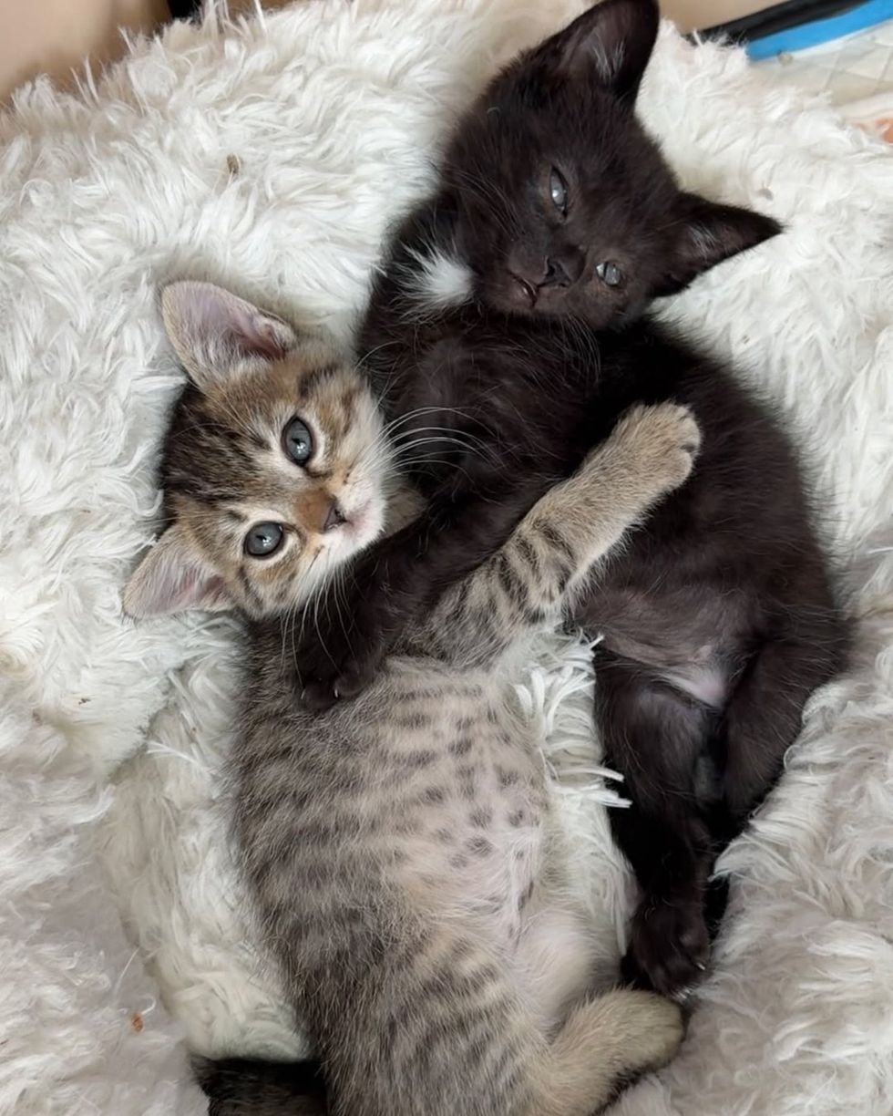 cuddly kittens best friends