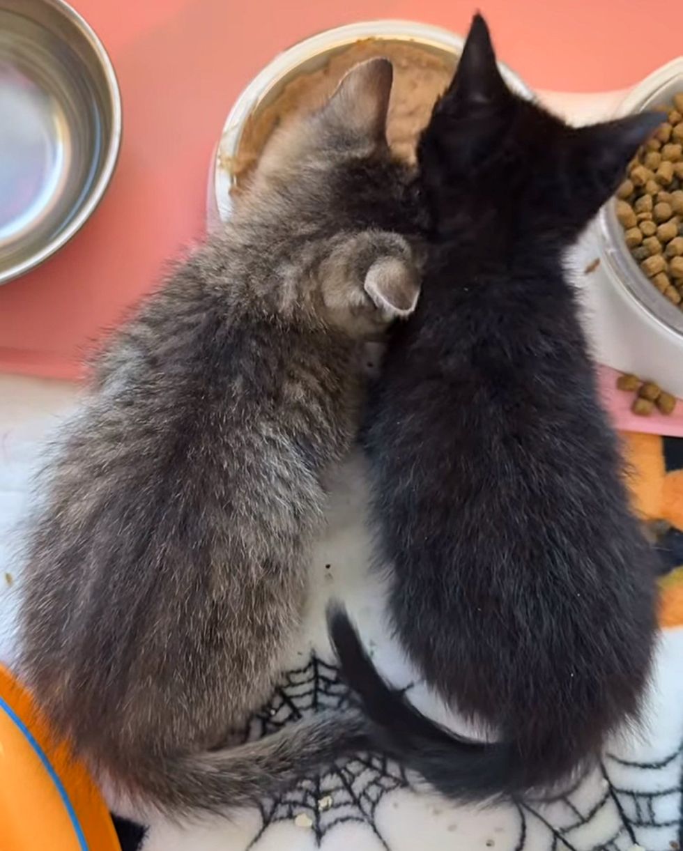 kittens friends eating together