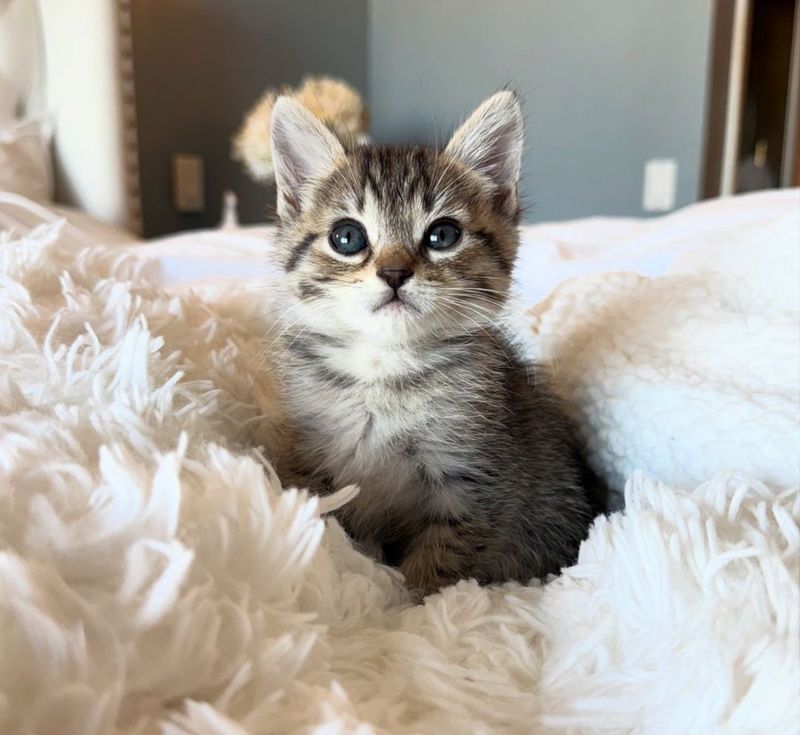 tabby kitten fluffy bed