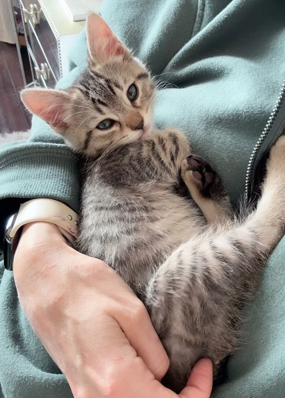 cuddly affectionate tabby kitten