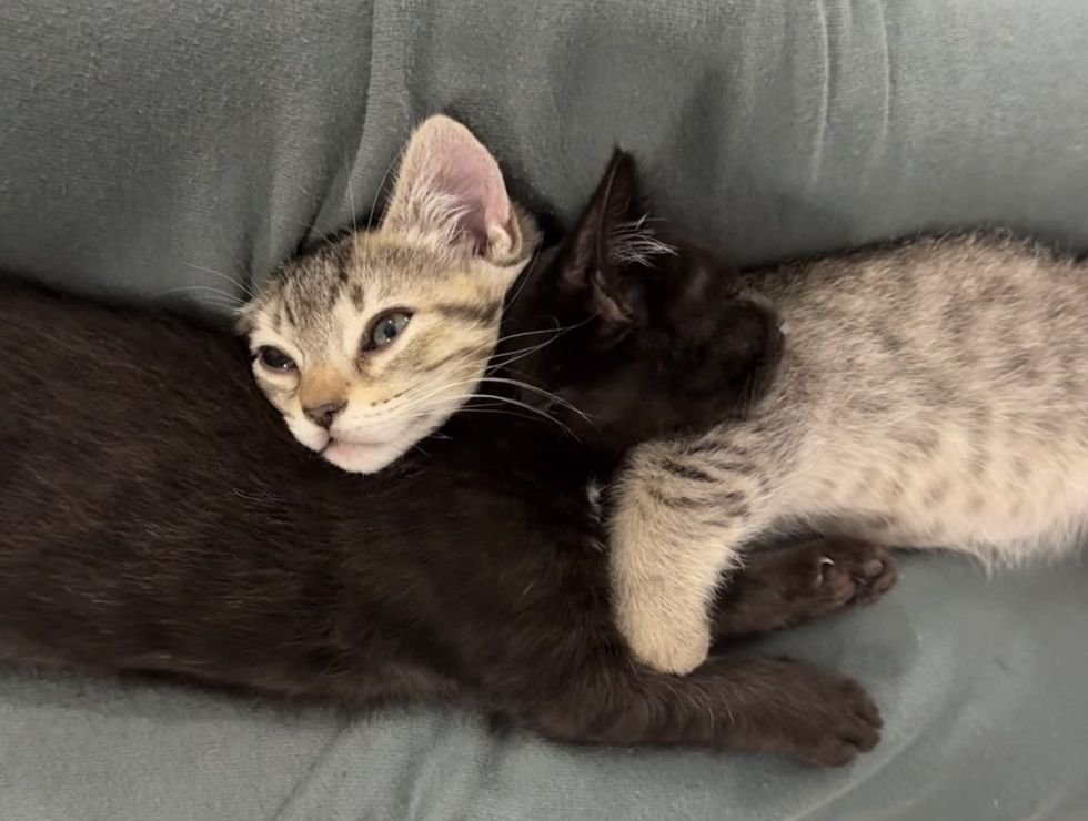 kittens snuggling best friends