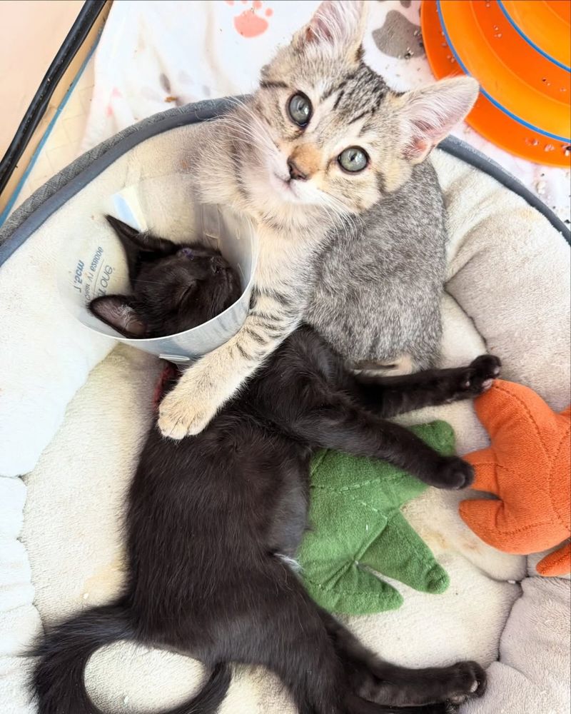 kittens snuggling inseparable