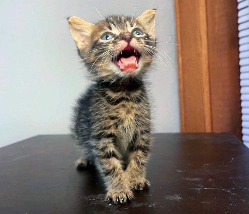 tabby kitten meowing