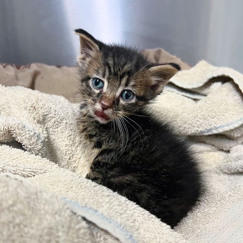 tabby shelter kitten