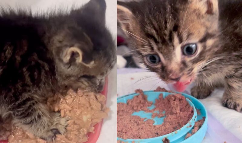 hungry tabby kitten eating